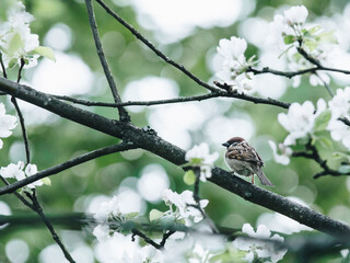天蚕变之再比天高里天蚕神功和天蚕魔功什么区别？