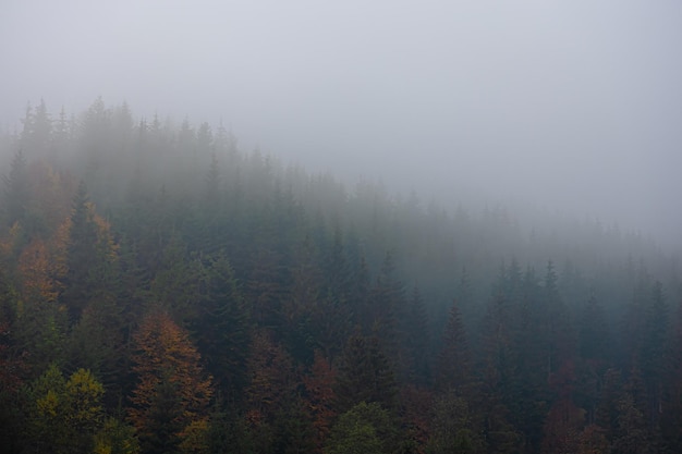 天蚕变之再比天高里天蚕神功和天蚕魔功什么区别？